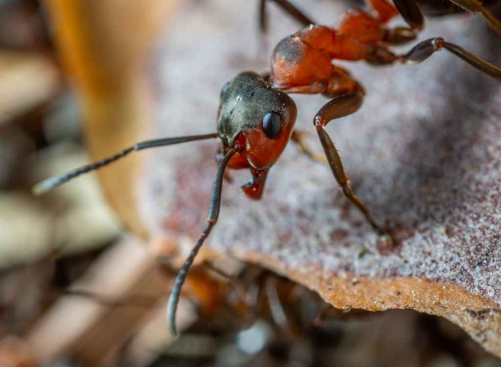 A Different Take on A Bug’s&nbsp;Life